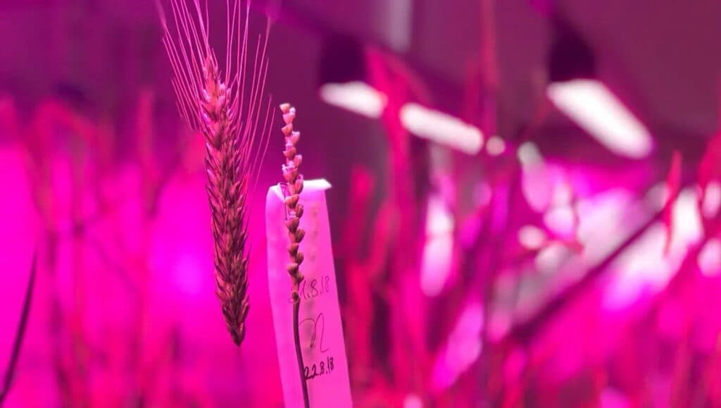 LED Horticultural Lighting System 2