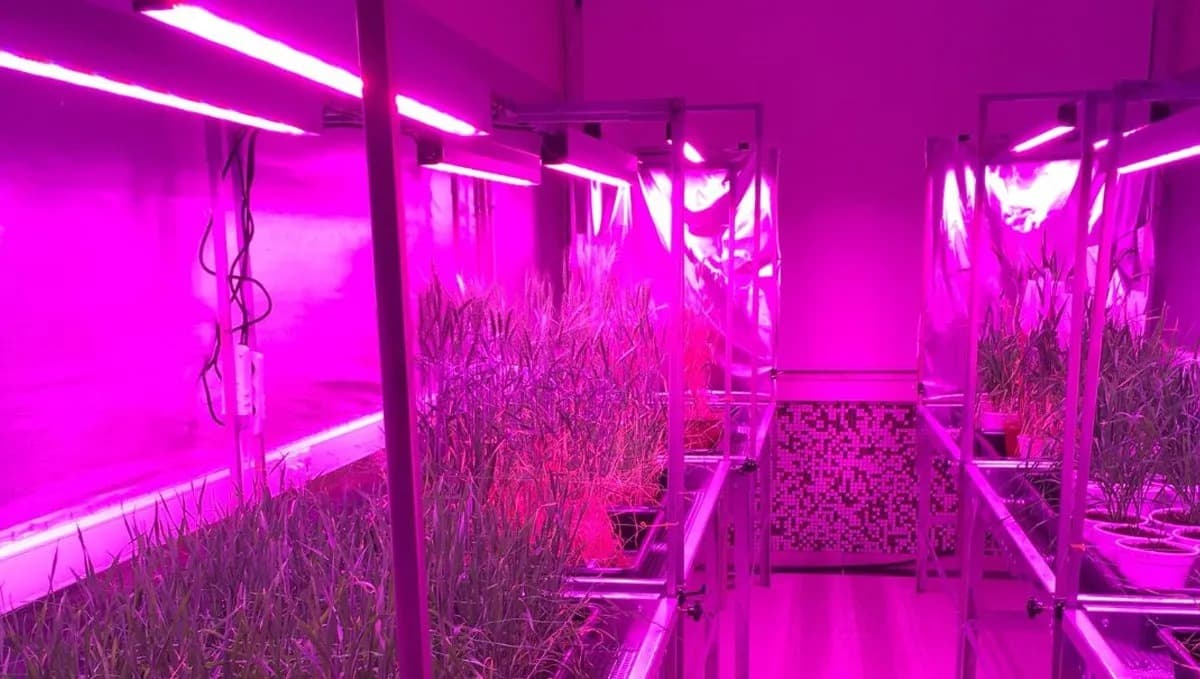 LED Horticultural Lighting System 4