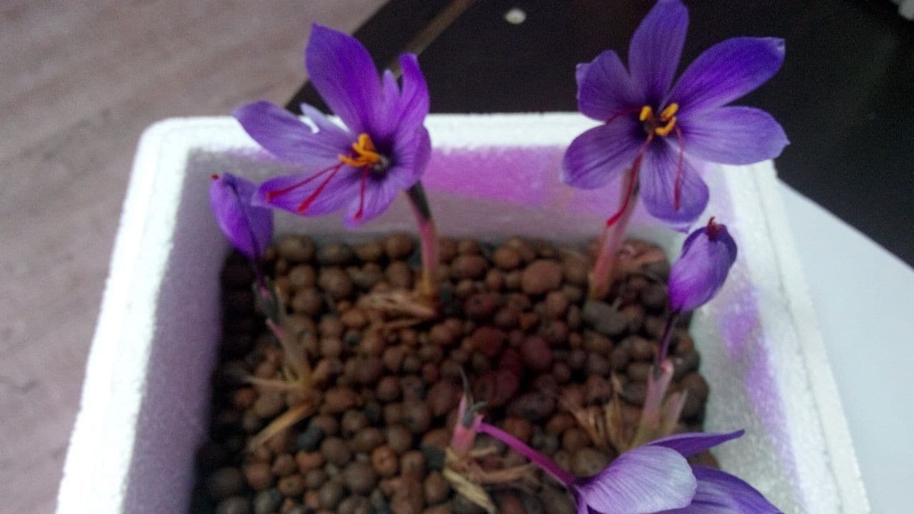 LED Horticultural Lighting System 6