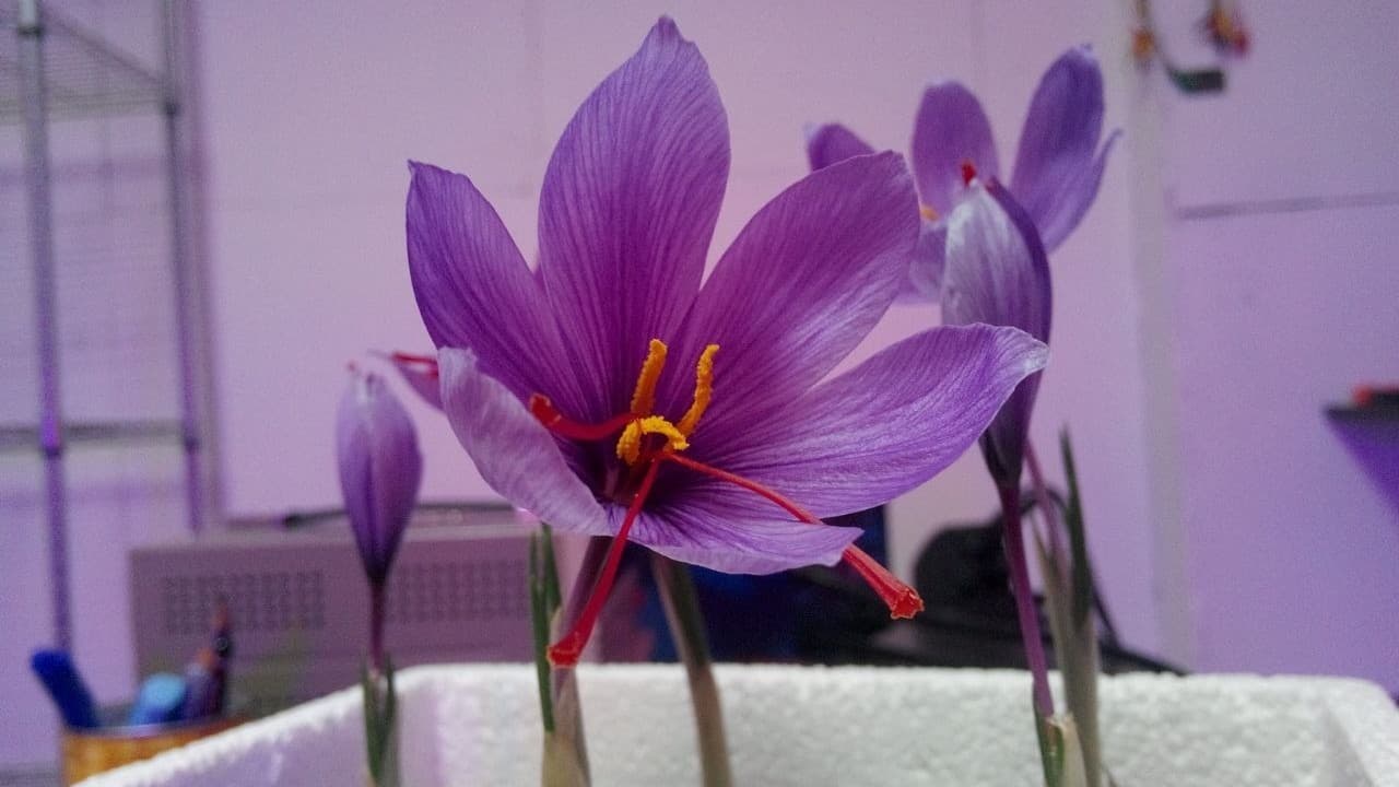 LED Horticultural Lighting System 7